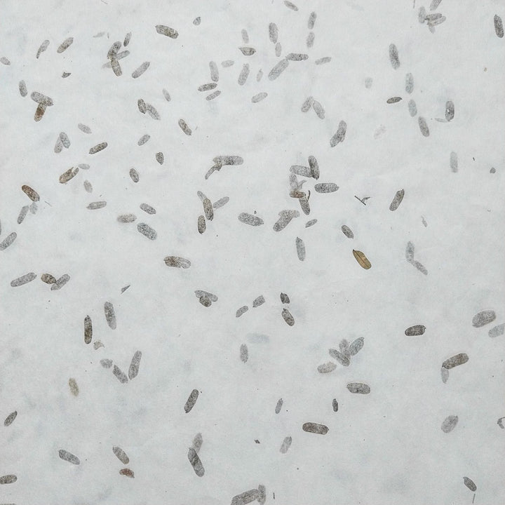 Handmade paper from Kozo Studio with tamarind leaf details embedded in translucent mulberry paper, creating an organic and artistic texture.