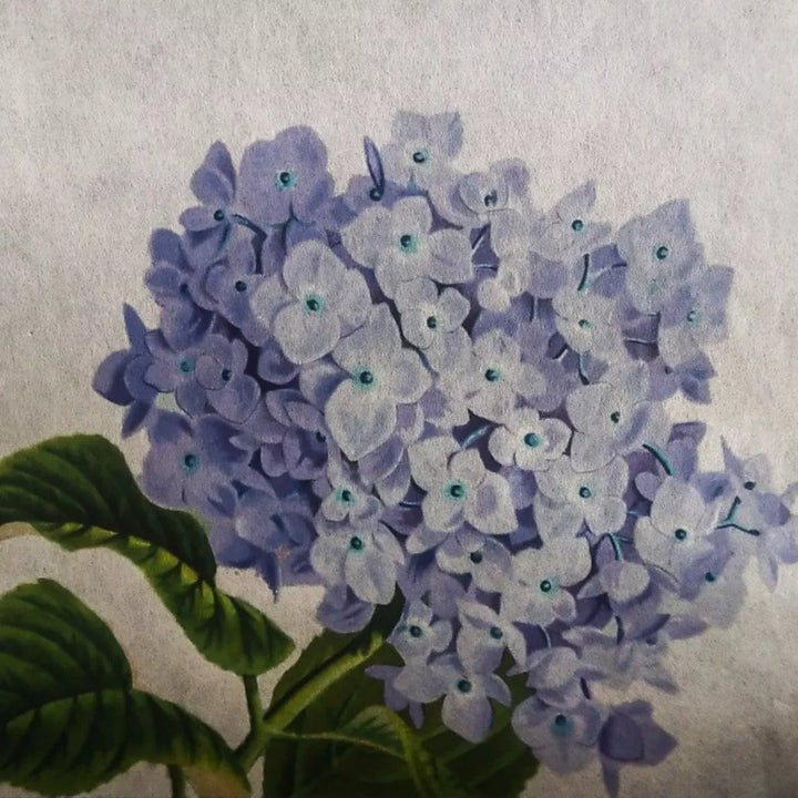 An illustration of light purple hydrangeas with blue centers and green leaves appears on a textured background made of A4 Extra Thin Natural Kozo Paper (10 sheets, 35 gsm) by Kozo Studio.