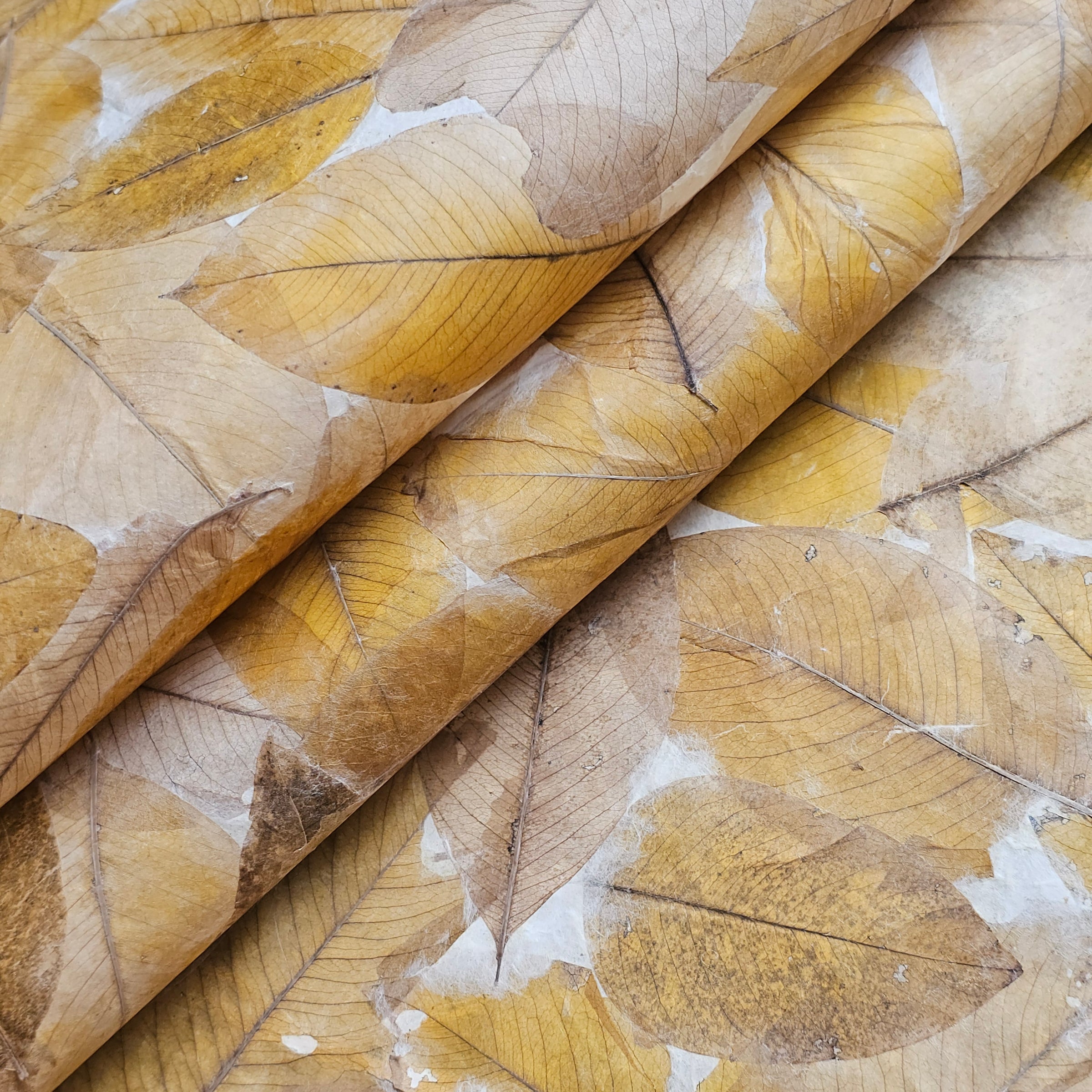 A close-up of Handmade Cassia Leaf Kozo Paper by Kozo Studio displays yellow-brown cassia leaves embedded in lightweight mulberry paper. The overlapping leaves form a textured pattern with visible veins and stems against a light backdrop, highlighting nature-inspired design.